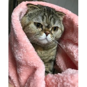 پتو سگ و گربه پرس پت مدل دورو سایز 75*80 (مشکل دار)