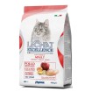 غذای خشک مخصوص گربه بالغ حاوی مرغ سیب تخم مرغ و برنج لچت اکسلنس - ۱/۵ کیلوگرم