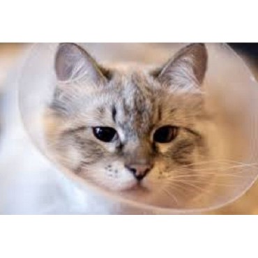 گردنبند الیزابت فرپلاست - کوچک