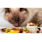 غذا و خوراکی گربه