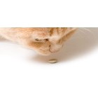 مالت و مکمل غذایی گربه